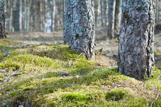 Trunks of pines in a wood, a close up