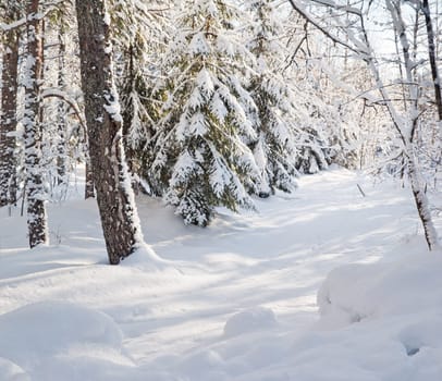 snow-covered winter forest lit by bright sunshine