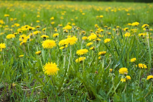 Field of blossoming dandelions, close up