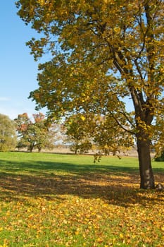 Autumn landscape