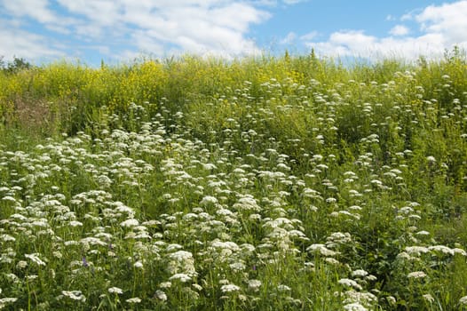 Meadow flowers, close up