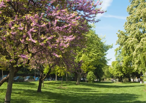 Magnolia blossoming in the Parisian park
