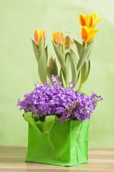Spring bouquet from tulips and campanula blue, a close up