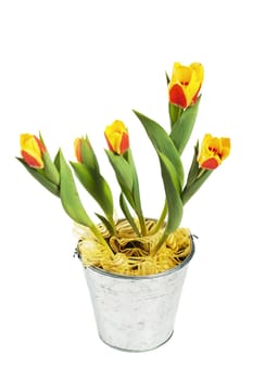 It is red yellow tulips in a bucket, it is isolated on white