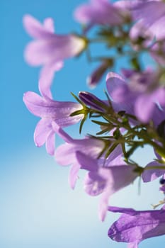 Beautiful blue flowers campanula on a background of the blue sky