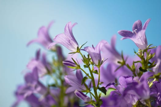 Beautiful blue flowers campanula on a background of the blue sky
