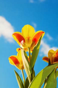 Red-yellow tulips on a background of the blue sky