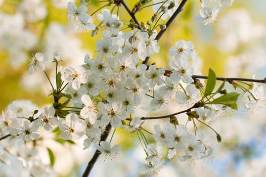 Branch of a blossoming cherry