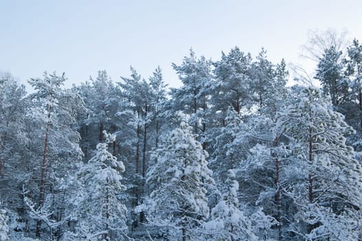 winter landscape in the forest