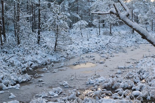 winter landscape in the forest