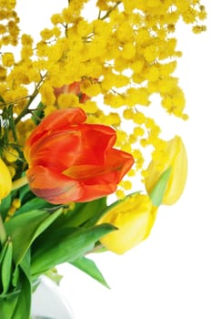 Spring bouquet from tulips and branches of a mimosa, it is isolated on white