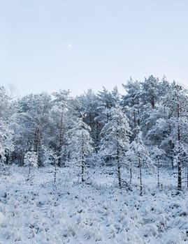 winter landscape in the forest