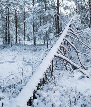 winter landscape in the forest