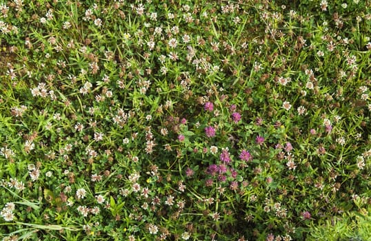 Meadow flowers, close up