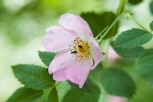 two bug on flower, close-up