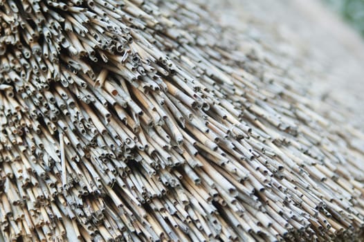 roof of reeds, close-up