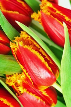 Red tulip with petals fringed by yellow.
