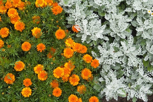 Flowers in park