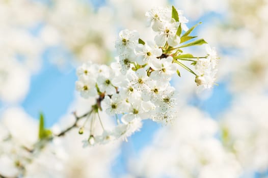 Branch of a blossoming cherry