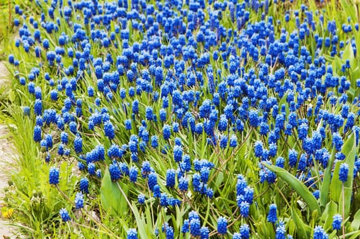 Flowers in park