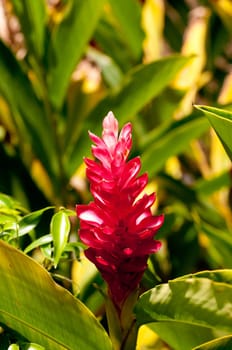 Red ginger flower close up in the garden