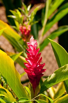 Red ginger flower in the garden