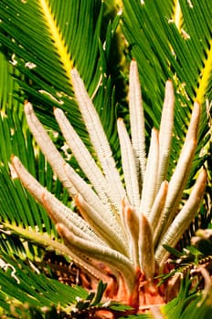 Sago palm young shoots close up in the sun