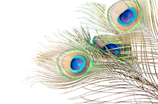 Close up of a Peacock feather on white background