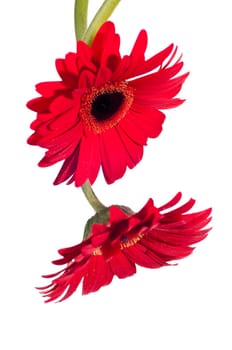 Two red gerbera flower from the top over white background