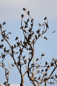 Tree of pigeons in Jaipur hill sides