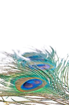 Close up of a Peacock feather on white background