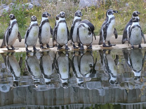 Ten Humboldt penguins with reflection