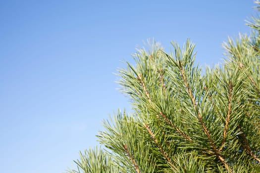Pine Pine Tree
