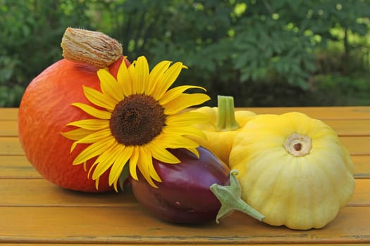 Freshly harvested colorful vegetables