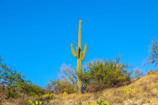 cactus in desert