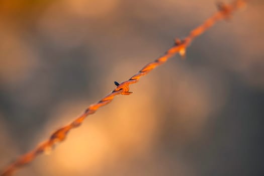 Closeup of rusty barbed wire with soft background