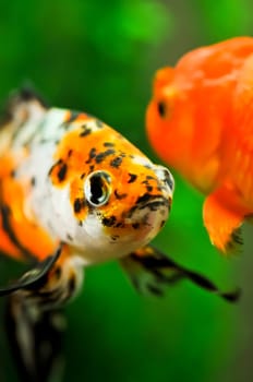 American shubunkin or poor mans koi and a gold oranda goldfish close up in a fish tank