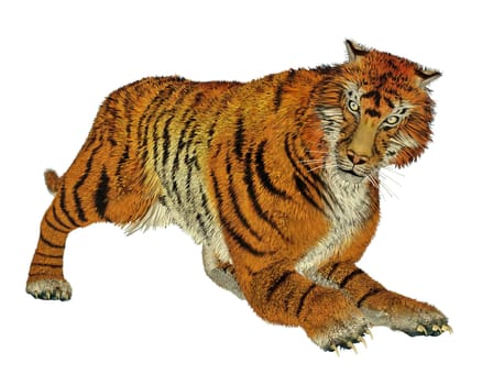 Big beautiful tiger hunting in white background