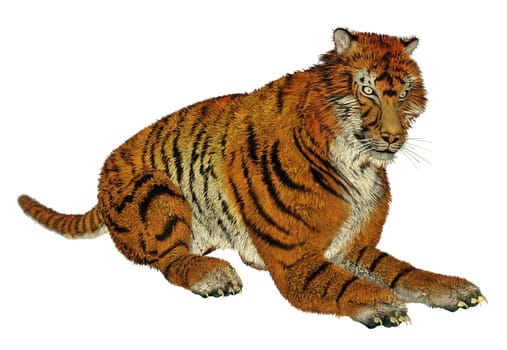 Big beautiful tiger sitting quietly in white background