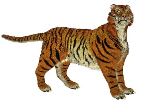 Big beautiful tiger standing in white background