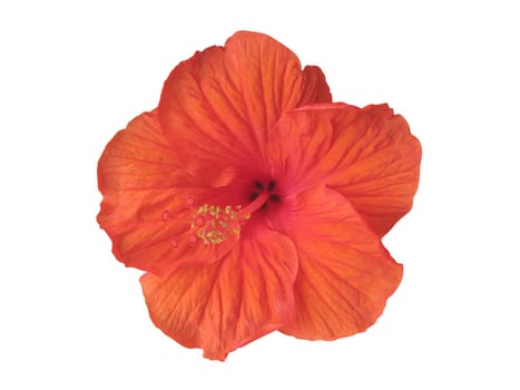 Hibiscus flower isolated on white