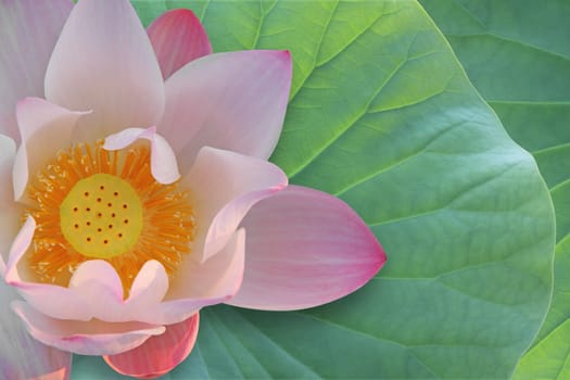 Lotus