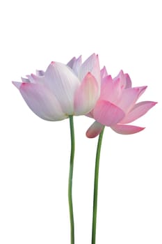 Lotus flower isolated on white background
