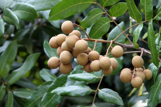 Tropical longan fruit in Asia