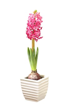 Hyacinth in a white flowerpot (isolated on white)
