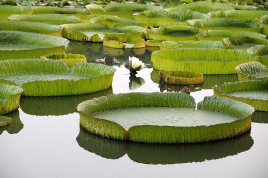 Majestic amazon lily pads in tropical Asia (Victoria Regia)