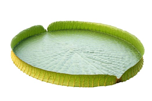 Amazon lily pad (Victoria Regia) isolated on white