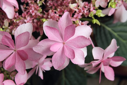 Hydrangea flowers