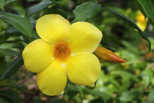 Allamanda, also known as Yellow Bell, Golden Trumpet or Buttercup Flower