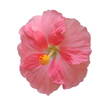 Hibiscus flower isolated on white